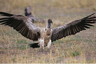 《卧龙：苍天陨落》上架Steam支持中文 暗黑三国斩妖行